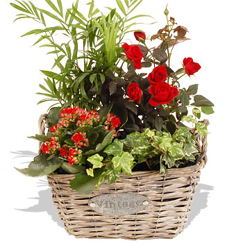 Vintage Planter - flowers