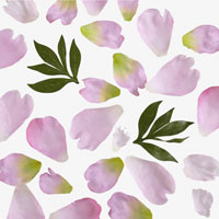 Confetti Peony petals