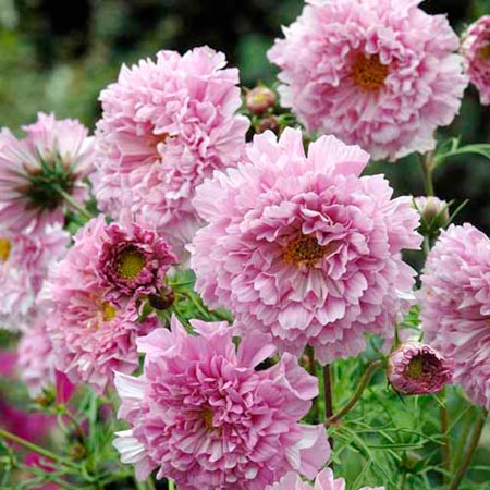 Rose Bonbon Average Seeds 65