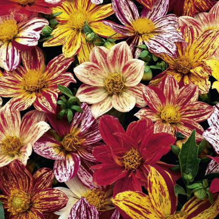 Fireworks Seeds Average Seeds 50