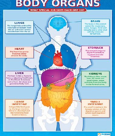 Daydream Body Organs Wall Chart SC003-69