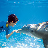 Discovery Cove Ultimate Adventure Package Non-Swim