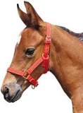 Foal halter, nylon - Large (full) fuchsia