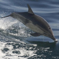 Dolphin and Whale Watching - New Quay, Wales