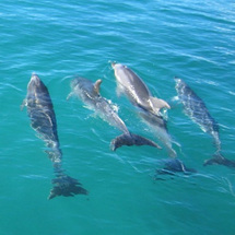 Dolphin Cruise to the Hole in the Rock - Adult