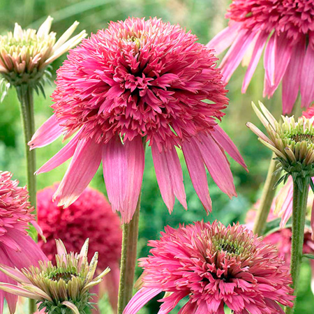 Cotton Candy Plants Pack of 3 Pot