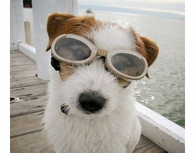 Doggles (ILS Medium Champagne)