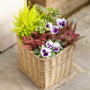 Flowers Direct Autumn Outdoor Planter