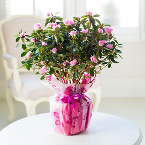 Flowers Direct Mothers Day Azalea