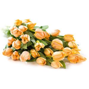 Orange Tulips