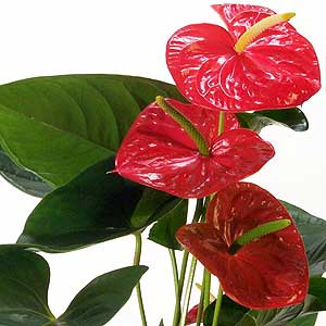 Flowers Directory Anthurium Plant