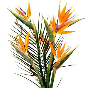 Flowers Directory Bird of Paradise - Strelizia Flowers