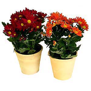 Flowers Directory Chrysanthemum Plant