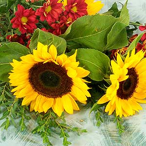 Flowers Directory Sunflower Tiger