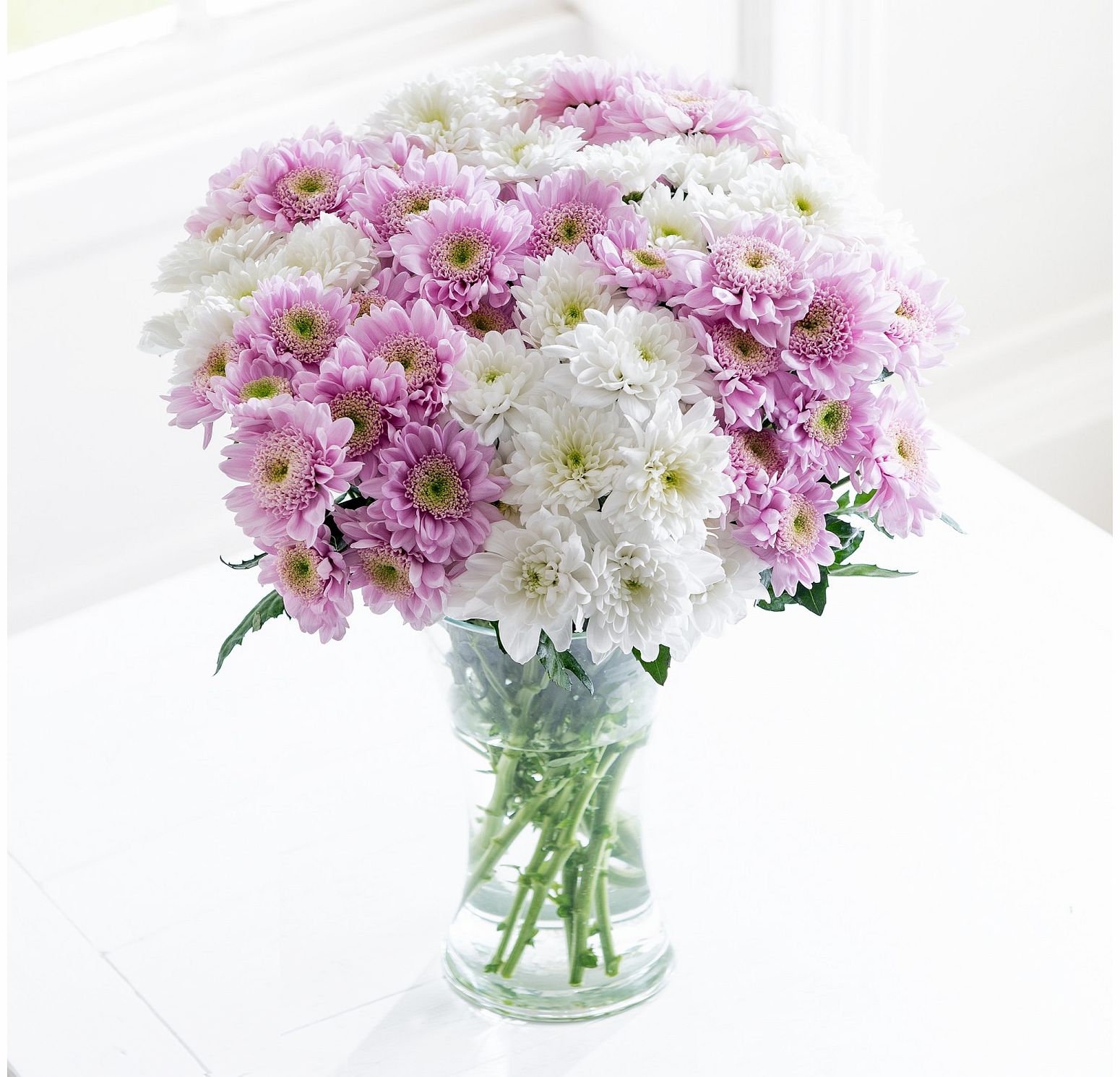 50 Chrysanthemum Blooms