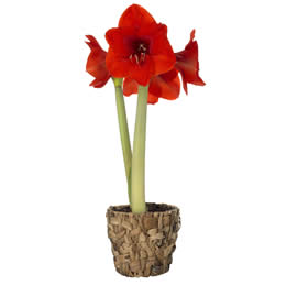 Flying Flowers Amaryllis (2 Bud)