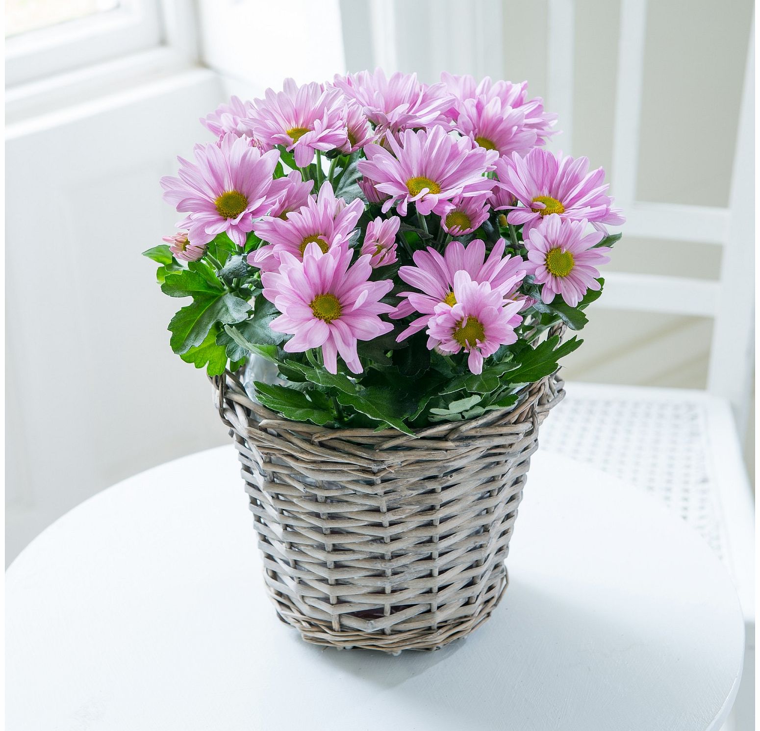 Flying Flowers Classic Chrysanthemum