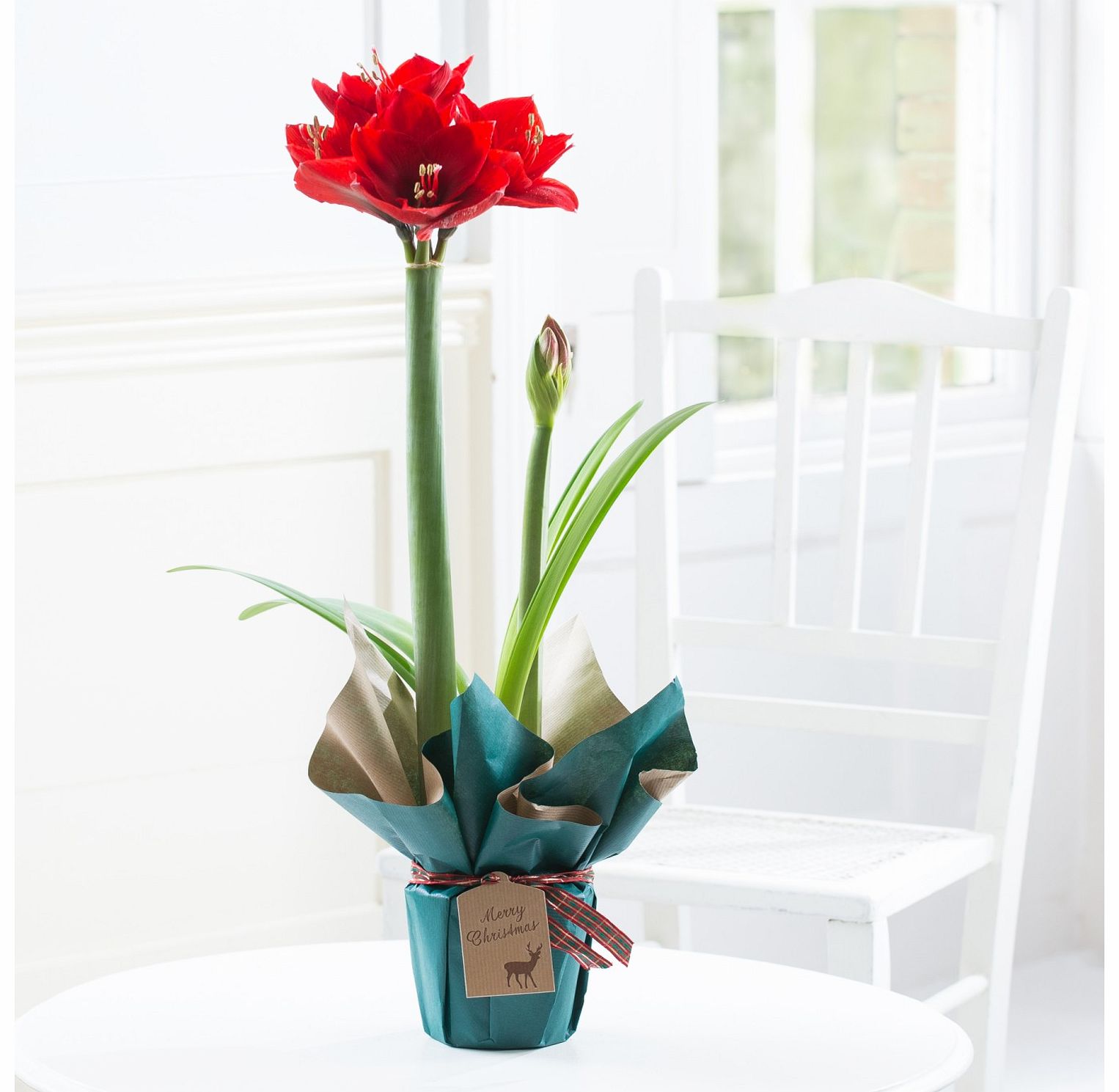 Flying Flowers Festive Gift Wrapped Amaryllis