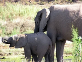 GAME Reserve conservation in South Africa