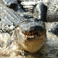 Gatorland incl Transport Gatorland with Transport