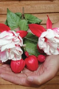 giant Fuchsia Snowburner x 5 plants  5 FREE!