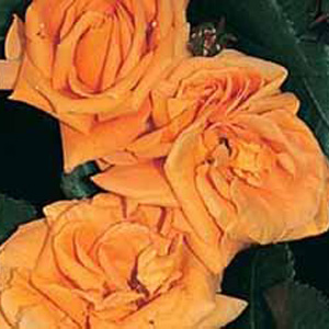 Floribunda Rose