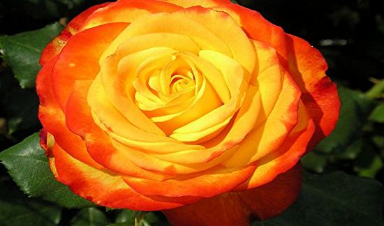 Gorgeous Garden Roses TEQUILA SUNRISE - 4lt Potted Hybrid Tea Garden Rose Bush - Golden Yellow/Orange Blooms with Unusual Red Edges