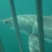 Great White Shark Diving with Transport