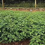 Manure Seeds - Mustard White 437511.htm