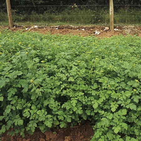 Manure Seeds - Mustard White Coverage