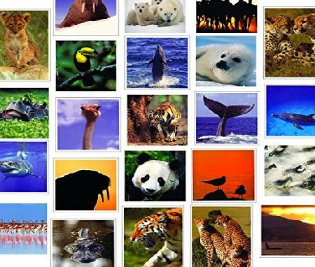 Greetingsbox Card Packs 20 Wildlife Blank Greeting or Birthday Cards