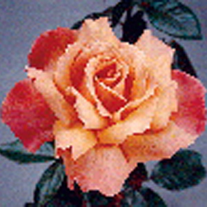 of Gold Hybrid Tea Rose