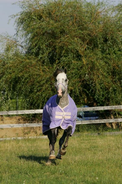 Horseware Amigo Summer Turnout Purple / Alabaster