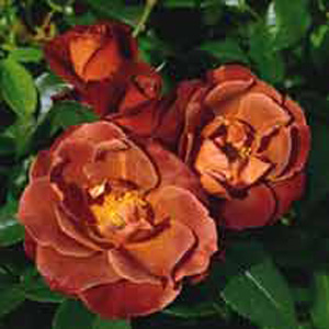 Chocolate Floribunda Rose (pre-order now)