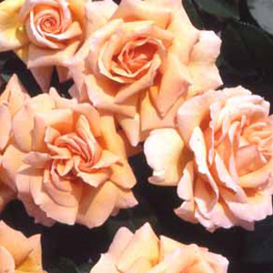 Summer Hybrid Tea Rose