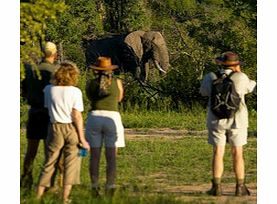 Kruger Morning Bush Walk - Single Adult