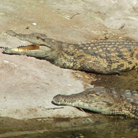 Kuranda Rail Skyrail and Hartleys Croc Adv ATS Pacifc Cairns Kuranda Rail Skyrail and