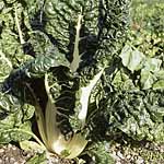 Beet Silver Chard (Swiss Chard) Seeds