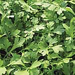 Salad Cress Greek Seeds 439516.htm