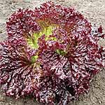 Salad Lettuce Falbala Seeds 439522.htm