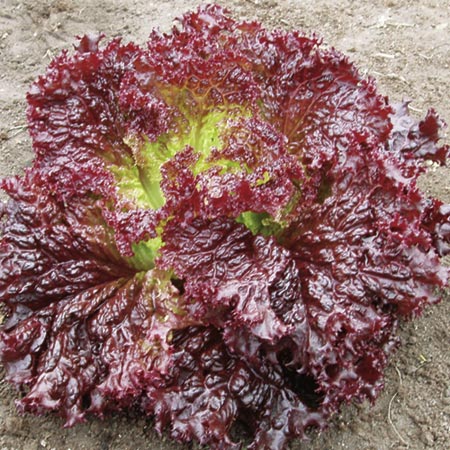 Salad Lettuce Falbala Seeds Average Seeds 350