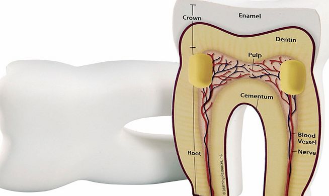 Learning Resources Foam Cross Section Models Tooth LER1904