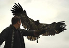 Lifestyle Bird of Prey Half Day Experience UK Wide