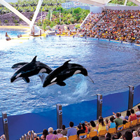 Loro Parque Premium Ticket incl Transport