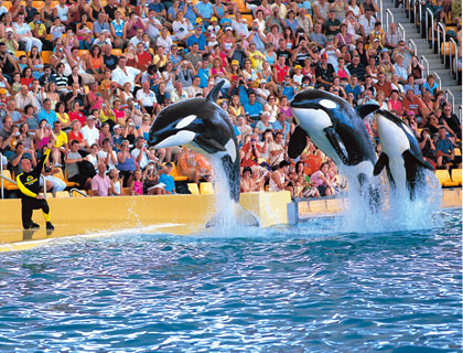 Loro Parque Tickets Loro Parque - 1 Day Ticket