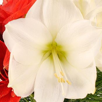 Amaryllis Bouquet - flowers