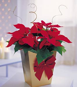 Poinsettia Gift Bag