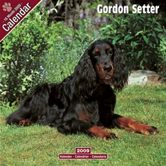 Gordon Setter Wall Calendar: 2009