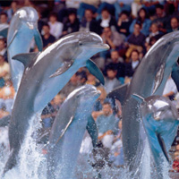 Marineland Catalunya, Barcelona Marineland Catalunya