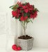 Standard Poinsettia